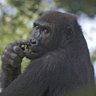 Profilbild von マウンテンモンキー