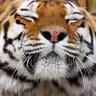 Profilbild von し~た