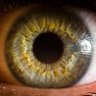 Eye Of The Idol 的头像