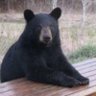 Sara the Double Bear profil fotoğrafı