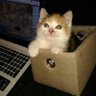 Normand's profile picture