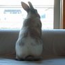うさぎ 的头像