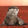 Profilbild von Nutria Marciana 🇪🇸