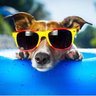 Aussie Shazza profil fotoğrafı