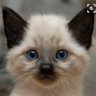 Gin profil fotoğrafı