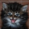 Kittyworks's profile picture