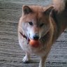 ヒーリング納豆　旧ロイヤルみかん 的头像
