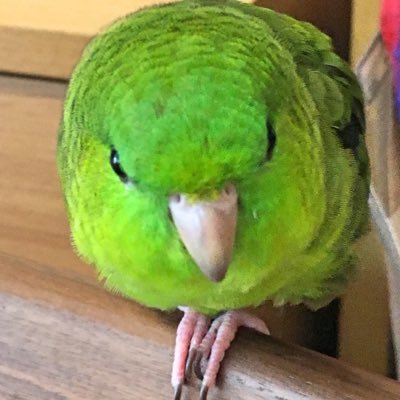 okamentan's profile picture