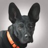 M. Eric DeFazio's profile picture