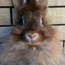 Tomo・Kohi🐇 profil fotoğrafı