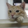 harimau's profile picture