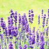lavender 的头像