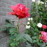 Rosae 🕊🍀 🎠🤹‍♀️🎶🌬🌊's profile picture