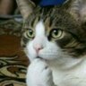 Profilbild von 招き猫