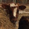 Profilbild von Donna DZ