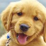 Prairie Dawg profil fotoğrafı