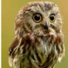Owlet(BabyOwl)'s profile picture