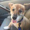 ShortyTheCorgi's profile picture