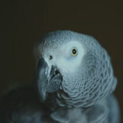 Dalvenjah FoxFire's profile picture