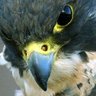 é»éŒ's profile picture