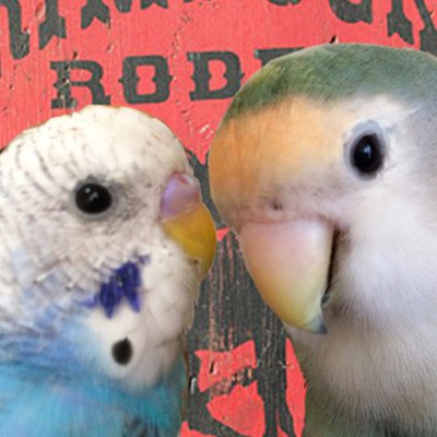 ぴんふ's profile picture