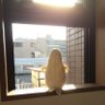 Little White profil fotoğrafı