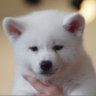さおり profil fotoğrafı