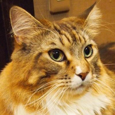 大雅@TRIVALS's profile picture