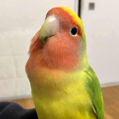 Lovebeer's profile picture