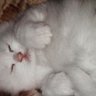 خوخه ابو عرقين~3's profile picture