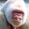 Knuckle Dragger's profile picture
