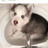 huskyfriend's profile picture