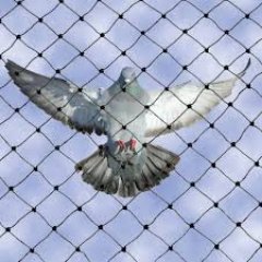 شركة مكافحة الحمام's profile picture