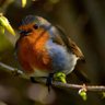 Фото профиля Susan Chadwick