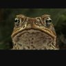 Фото профиля TADPOLE GAMERS