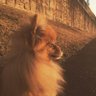 へらんぼーず profil fotoğrafı