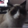 Medo's profile picture