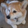Corgi Girl ๐จ๐ฆ๐๐๐ ็ๅคดๅ