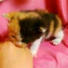 Profilbild von キノめぐ