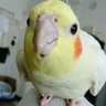 Profilbild von syrah