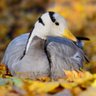Фото профиля Mountain Goose