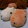 Profilbild von かぴまま