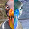 Фото профиля Zamuro Bipolar®