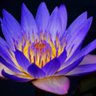 Фото профиля OnyxRose81