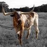 Profilbild von Thistle
