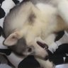 Pomsky 的头像