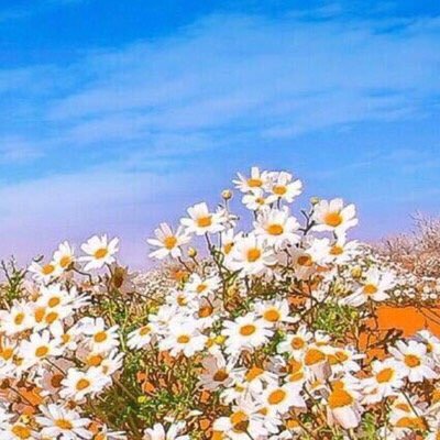 برق شقراء's profile picture