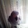 Lady Nieve profil fotoğrafı