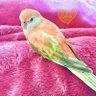 アルティメットインコ's profile picture