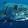 Фото профиля Barracuda